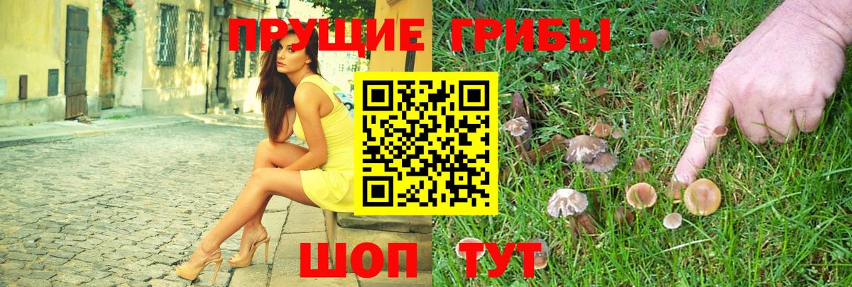 Псилоцибиновые грибы Psilocybe Узловая